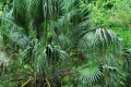 Latanier vert. Livistona sinensis. Chine tropical. 7-10m